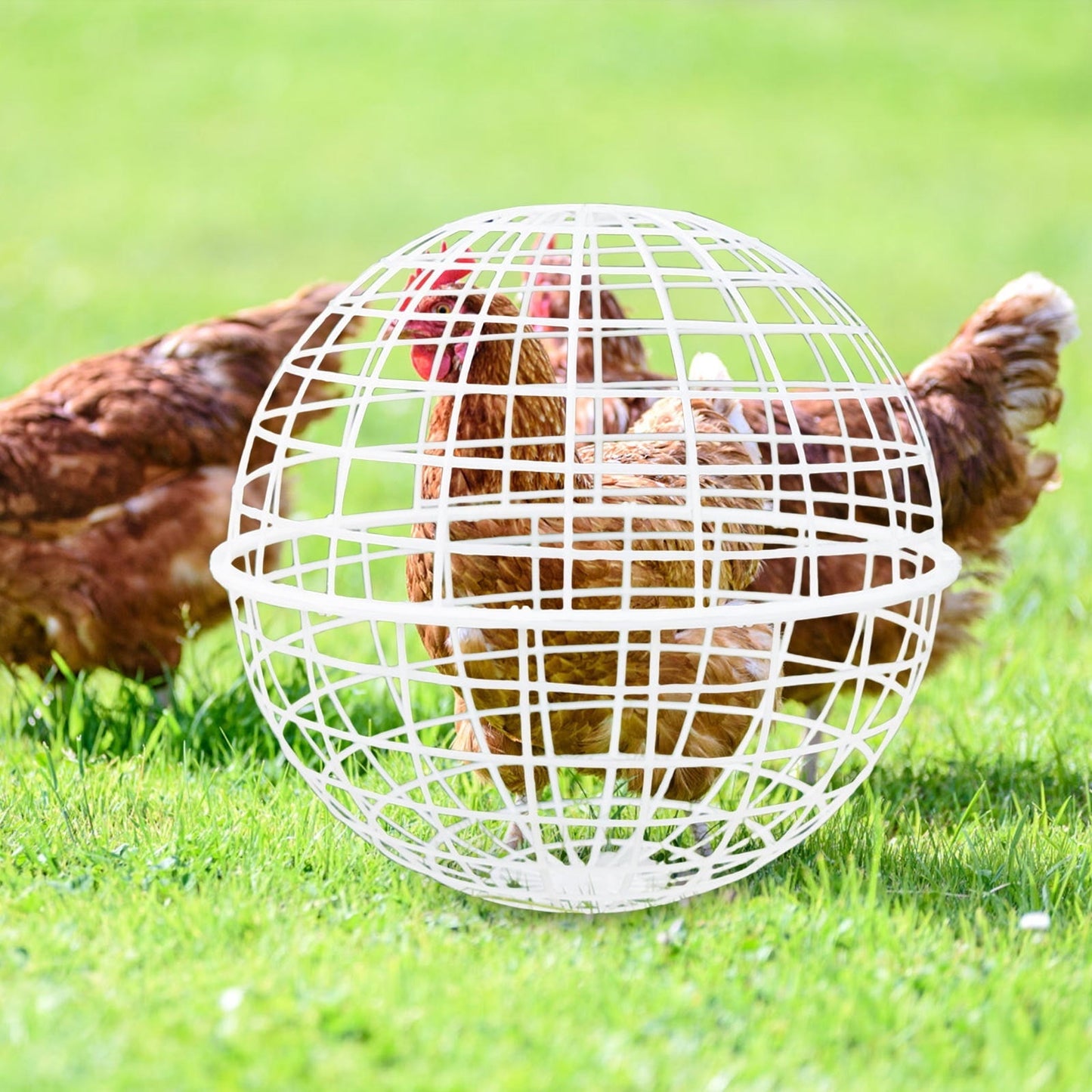 Free-Range Chicken Cage | Plastic Spherical Movable Coop for Chickens Rabbits | Rolling Round Enclosure | Spacious with Perches | Predator-Proof Mesh | Easy Clean | Outdoor Use | 1 Pack