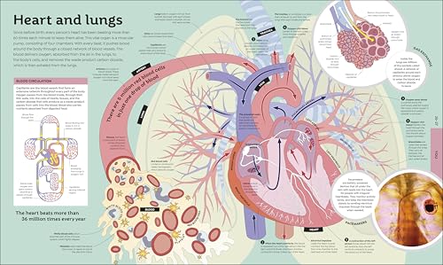 How Everything Works: From Brain Cells to Black Holes