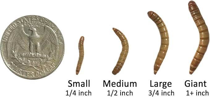 Exotic Nutrition Medium Live Mealworms (1/2") (3,000 Pack)