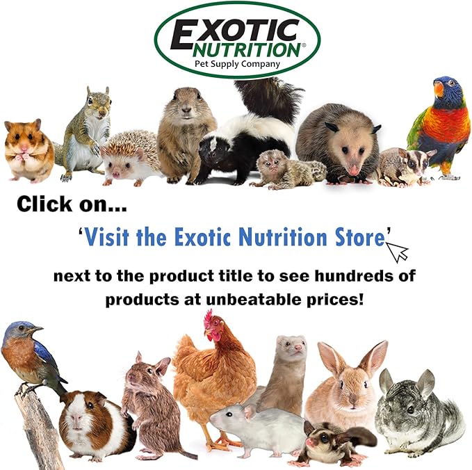 Premium Nut Mix - Unroasted, Unsalted Walnuts, Hazelnuts, Almonds - Food & Treat for Grey Squirrels, Ground Squirrels, Flying Squirrels, Parrots & Other Small Pets (14 Ounce (Pack of 1)