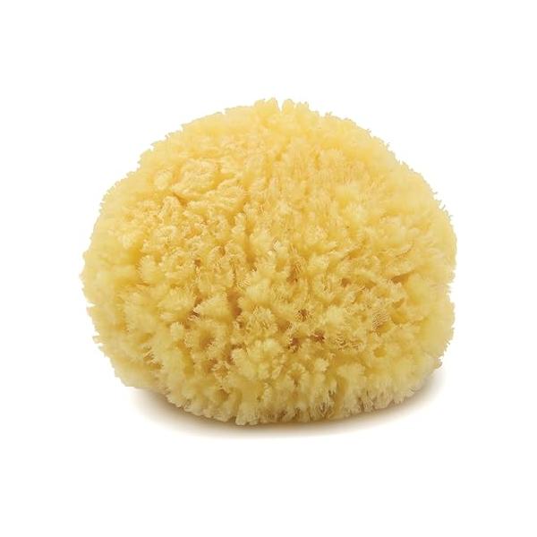 Neptune Caribbean Sea Sponge, Hand Cut, Medium, Approx. 5-6 inches