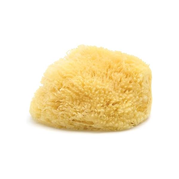 Neptune Caribbean Sea Sponge, Hand Cut, XXL, Approx. 8-9 inches