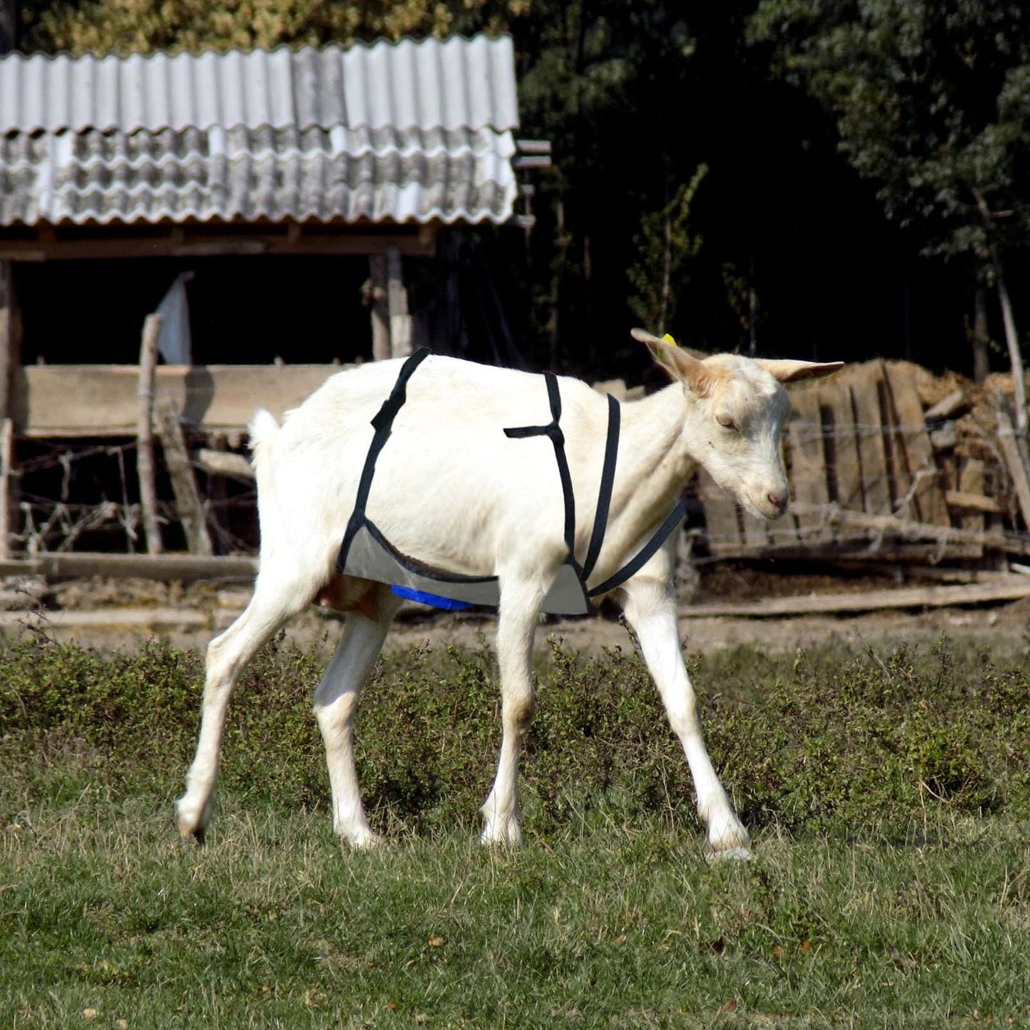 Goat Anti-Breeding Apron Skirt - Adjustable Livestock Mating Control Skirt for Goats & Sheep, Wear-Resistant Animal Breeding Apron with Secure Straps, Farm Animal Supplies (64X36cm)