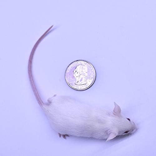 MiceDirect 80 Frozen Mice Combo Pack of 40 Hoppers and 40 Weanling Feeders Snake Food for Mice for Juvenile Ball Python Adult Milk Corn Snakes (1.5-2.5 in)(Pack of 80)(800 Grams Min)