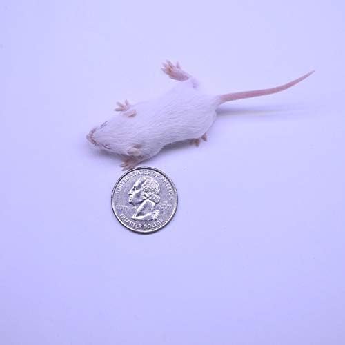 MiceDirect Frozen Mice Combo Pack 75 Fuzzies & 75 Hoppers Frozen Reptile & Snake Food (150 Count)