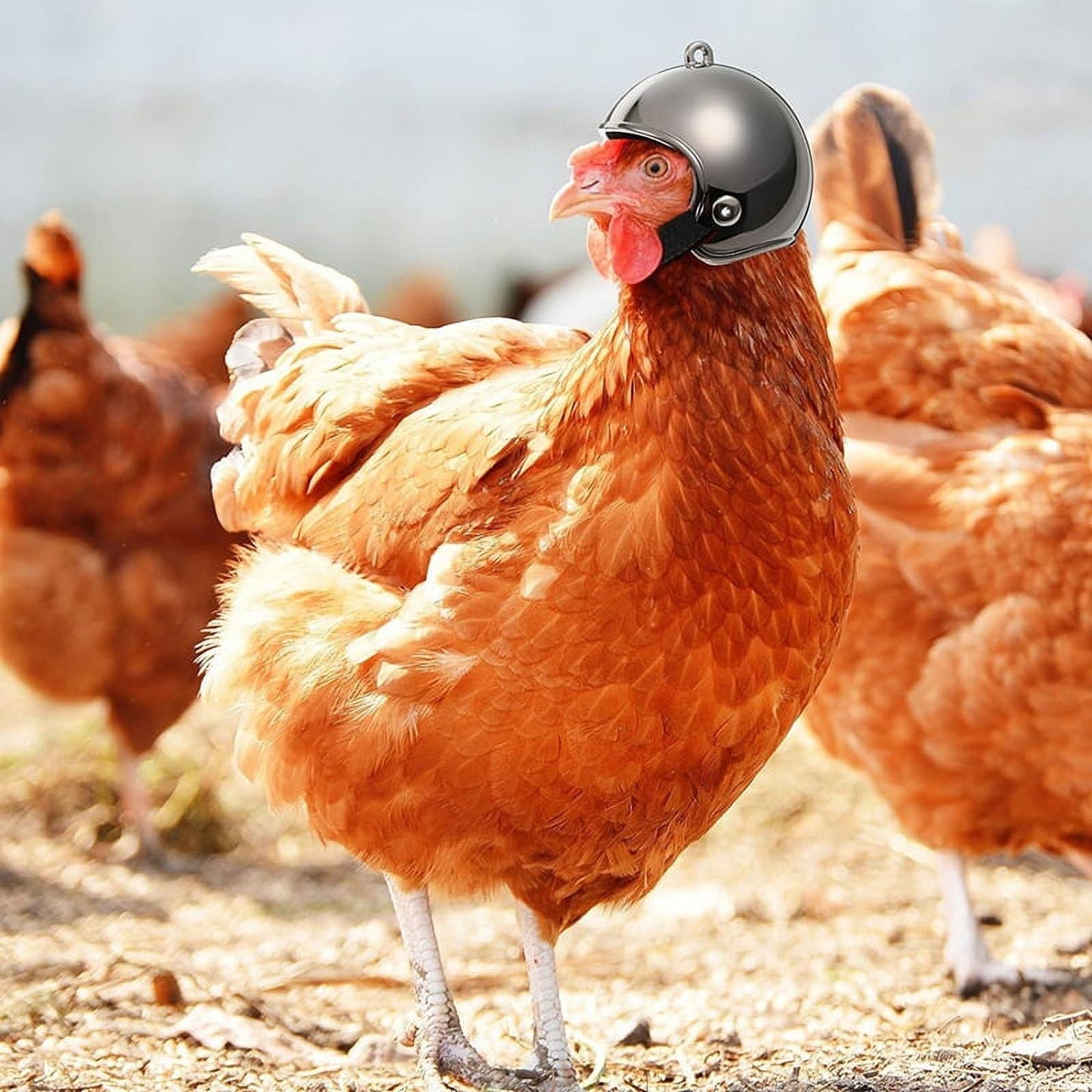 10PCS Pet Chicken Hat Hens Hat Chicken Hat Pet Safety Hat for Chicken Black y20307