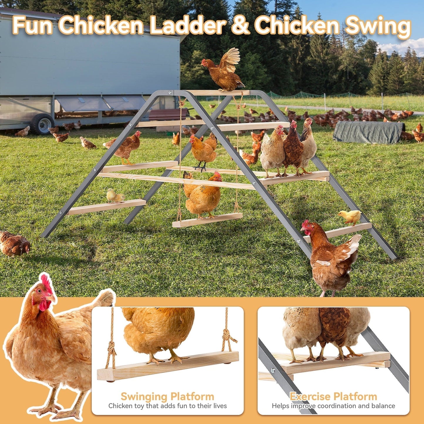 PETSFIT Chicken Roosting Bar-Solid Wood and Rustproof Iron Design, Chicken Perch with Swing for Healthy Poultry-Ideal for Backyard Coops, Farms, Easy to Assemble and Clean