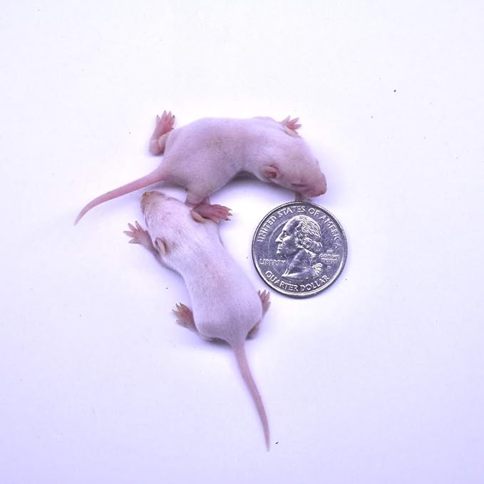 MiceDirect EST. 2003 200 Frozen Mice Small Fuzzie Feeders Snake Food for Juvenile Hognose Corn Milk (.5-1 in) (600 Grams Min)