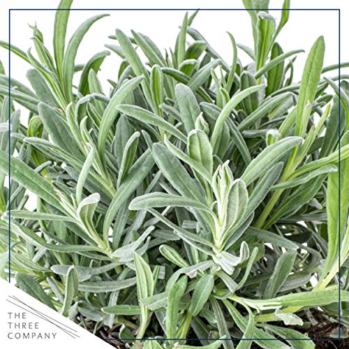 Live Aromatic and Edible Herbs - Assorted Varieties (4 Per Pack) - Lemon Verbena, Eucalyptus, Mint, Lemon Balm - 6" Tall by 3" Wide in 1 Pint Pot