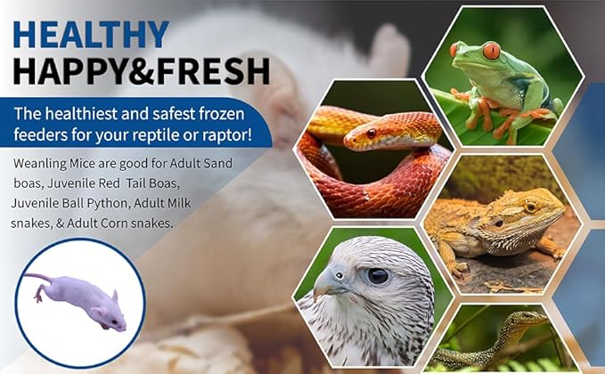 MiceDirect EST. 2003 40 Frozen Mice Weanling Feeders Snake Food for Juvenile Red Tail Boas Ball Python Adult Milk Snakes Corn Sand Boa (2-2.5 in) (520 Grams Min)