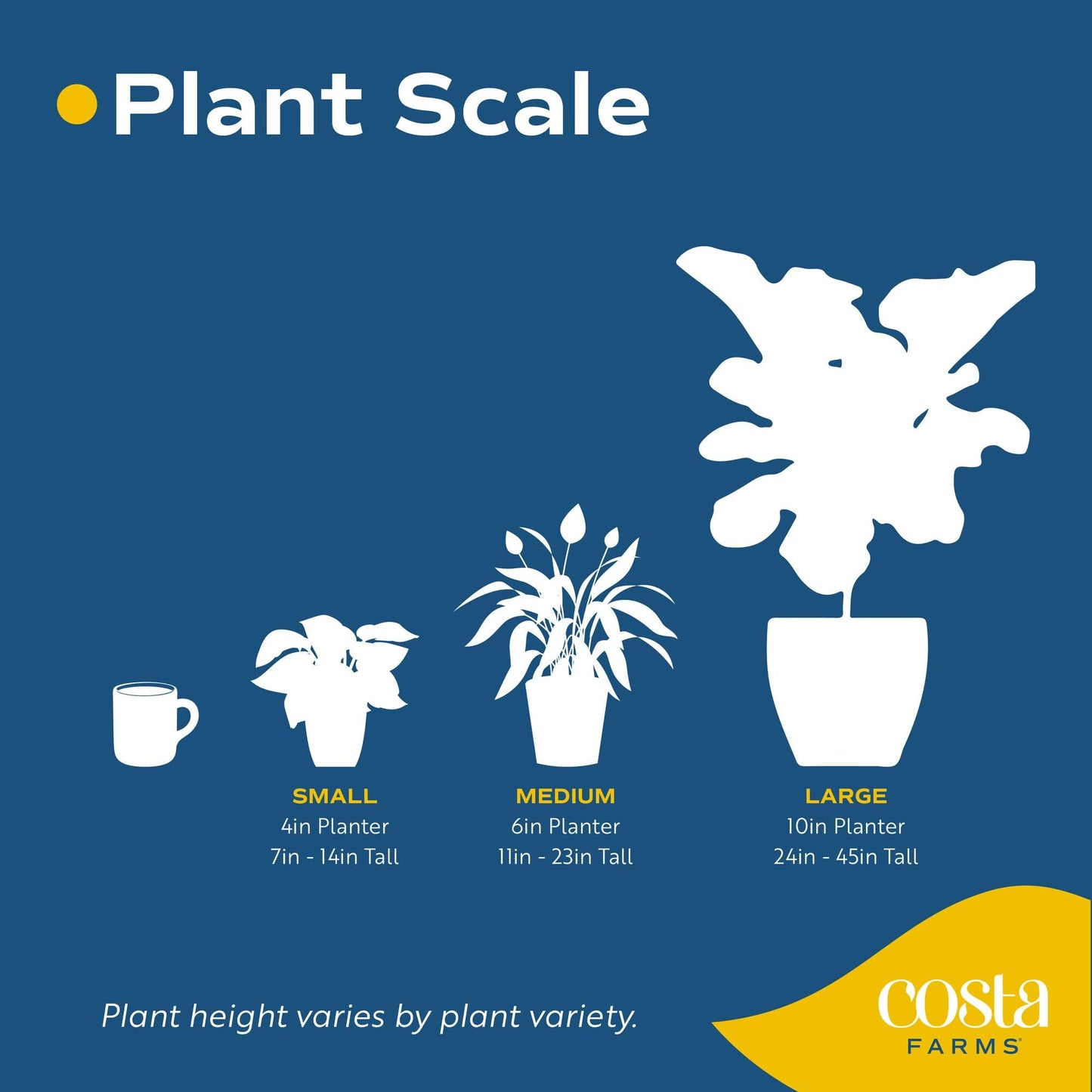 Costa Farms Mini Houseplants (6 Pack), Easy Grow Live Indoor House Plants in Nursery Plant Pots, Grower's Choice with Soil Potting Mix, Potted Home Decor Planter or Outdoor Garden Gift, 4-Inches Tall