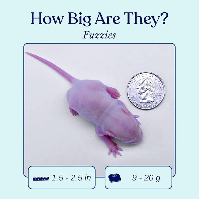MiceDirect 75 Frozen Rat Fuzzies Feeders Snake Food for Adult Corn Snakes Ball Pythons (2-2.5 in)(75 Count)(675 Grams Min)