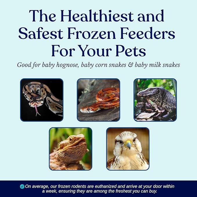 MiceDirect EST. 2003 50 Frozen Mice Pinkie Feeders Snake Food for Corn Ball Pythons Lizards (.5-1 in) (100 Grams Min)
