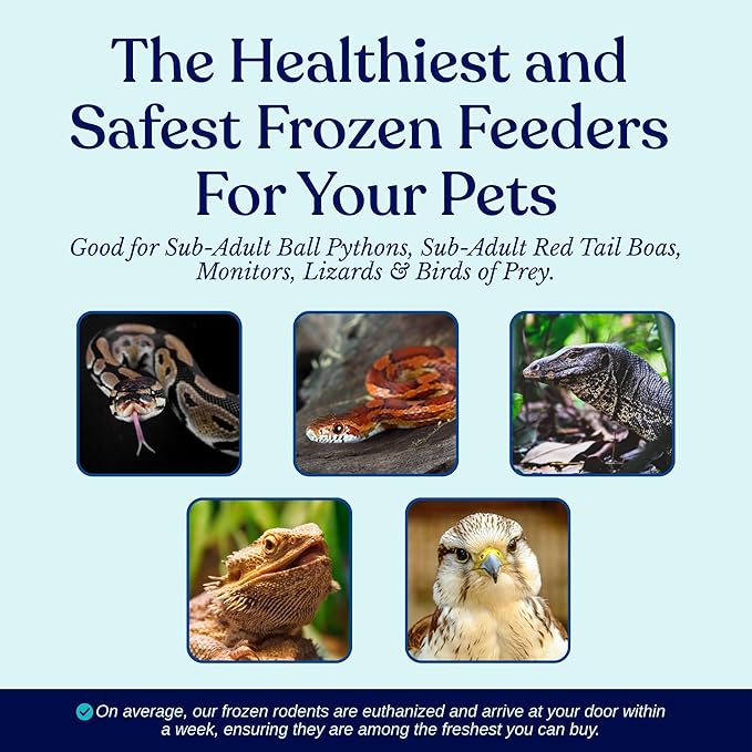 MiceDirect EST. 2003 40 Frozen Rat Small Feeders Snake Food for Adult Ball Pythons and Red Tail Boas Lizards Monitors (4.5-6 in)(1800 Grams Min)