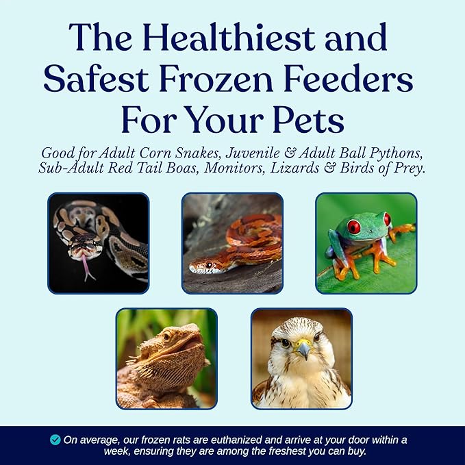 MiceDirect Frozen Rat Pups Feeder Food Adult Corn Snakes Juvenile Adult Ball Pythons Monitor Lizard (40 Count)