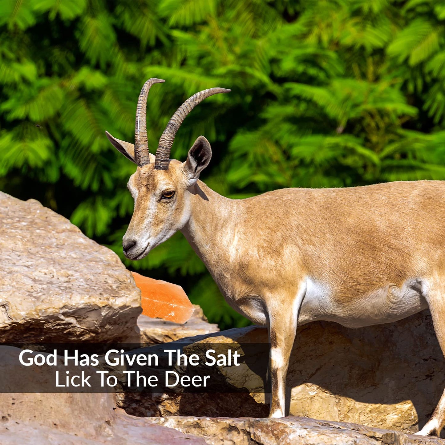 Himalayan Nature 100% Natural Himalayan Rock Deer Salt Block - Animal Licking Mineral Salt Block, Natural Feed Salts Blocks, 5 Lbs, 2x4x8 inch, Pack of 1