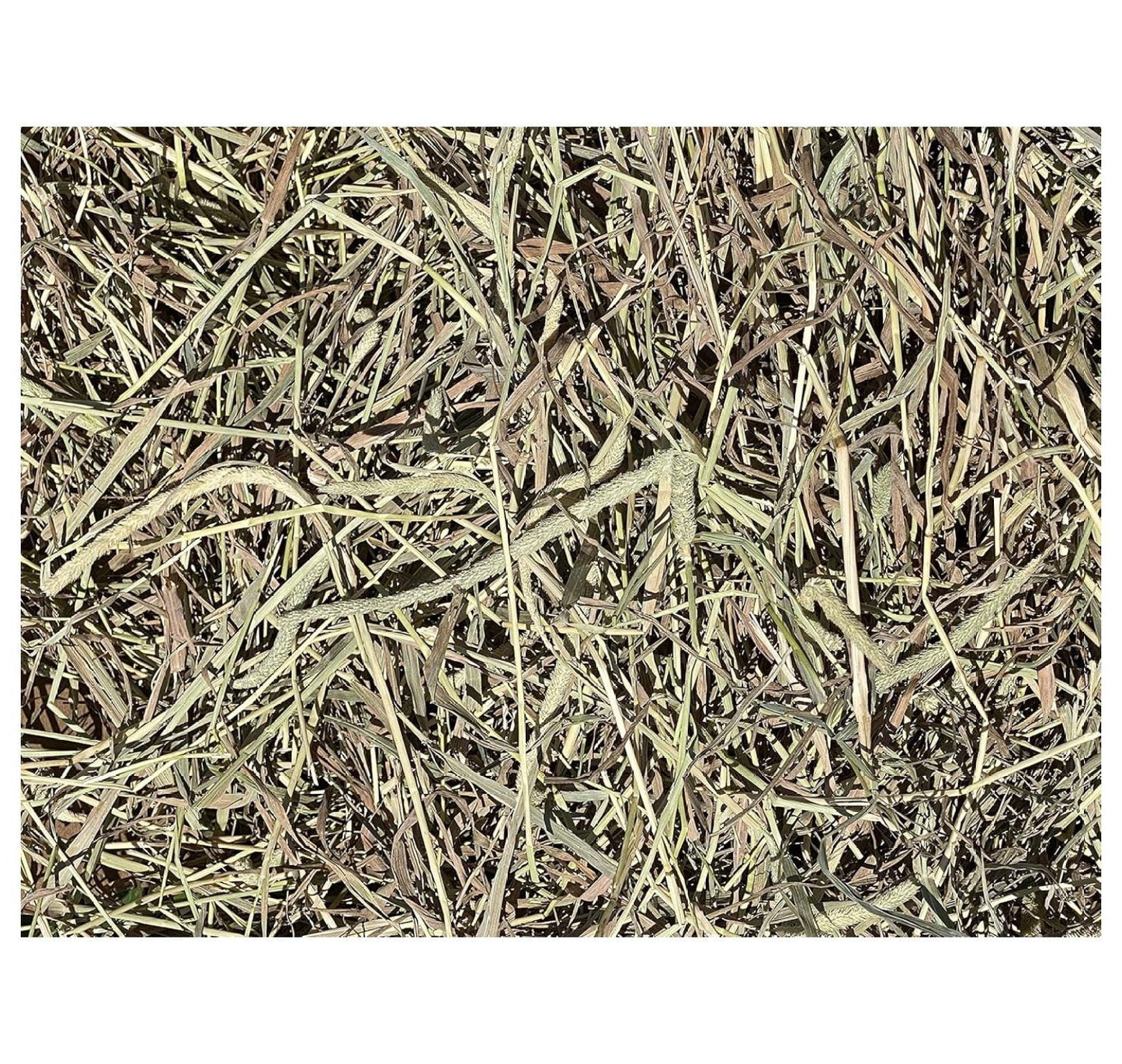 YfulYde Timothy Hay Rabbits, Guinea Pigs, Chinchilla Food (10+ lb.)