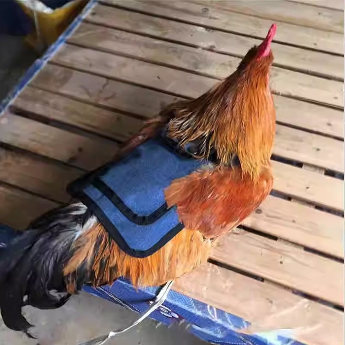 3Pcs Chicken Saddles for Hens - Adjustable Hen Aprons with Side & Back Protection, Comfortable Poultry Feather Protector Vests for Roosting & Mating (Red/Blue/Purple)