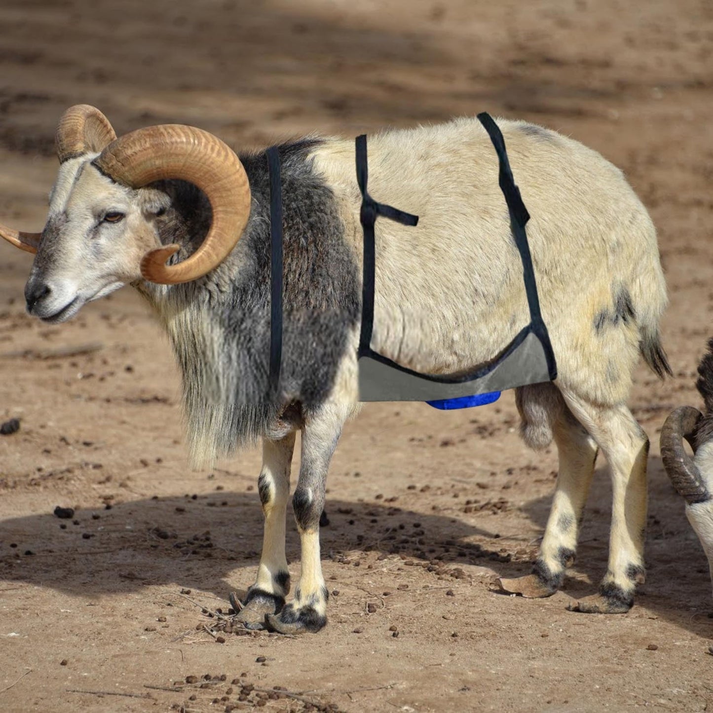 Goat Anti-Breeding Apron Skirt - Adjustable Livestock Mating Control Skirt for Goats & Sheep, Wear-Resistant Animal Breeding Apron with Secure Straps, Farm Animal Supplies (64X36cm)