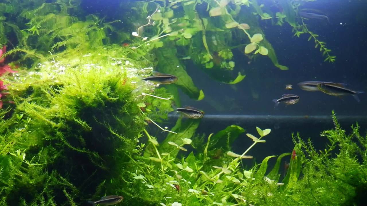 Aqueon Shrimp Pellets 4.8 Ounces